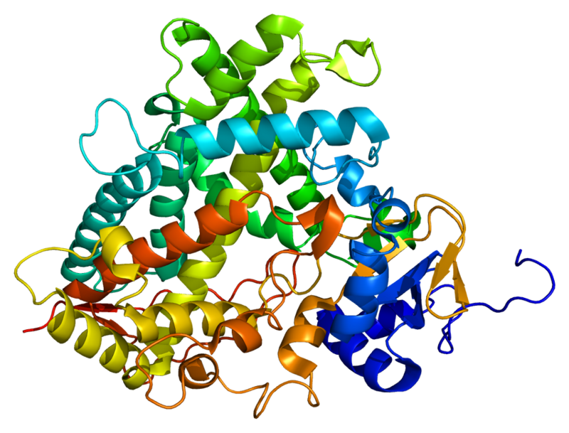 CYP1A2. Источник: www.wikipedia.org