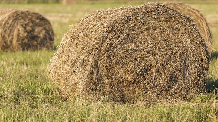 © ALEKSEY SMYSHLYAEV/GLOBALLOOKPRESS 