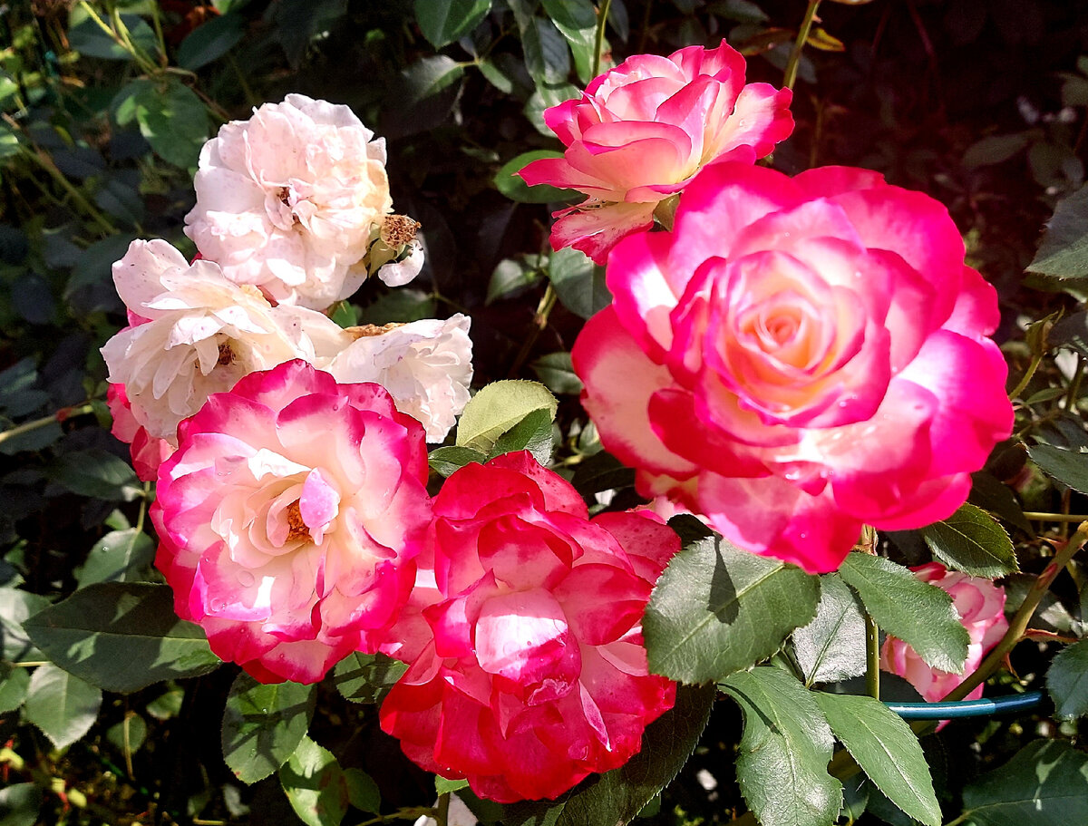 Роза селебрейшен лайф. Роза майн шонер гартен энциклопедия роз. Роза cyclamen пьер де ронсар. Мияби роза японской селекции. Питомник роз трегуб николая.