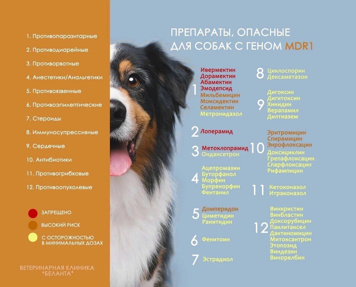 Список запрещенных препаратов для пород с мутациями гена MDR1, в том числе противопаразитарных. При применении указанных препаратов у собак с мутацией MDR1, возникают различные неврологические симптомы: тремор, атаксия, повышенное слюноотделение, слепота, кома, возможен летальный исход.