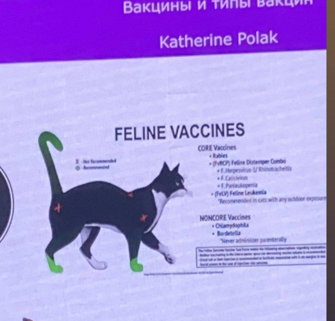 по новым рекомендация от wsava, которые были озвучены на ветеринарной конференции NVC в Москве, вакцины кошкам советуют ставить в эти области (дистальные части лап, а также хвоста)