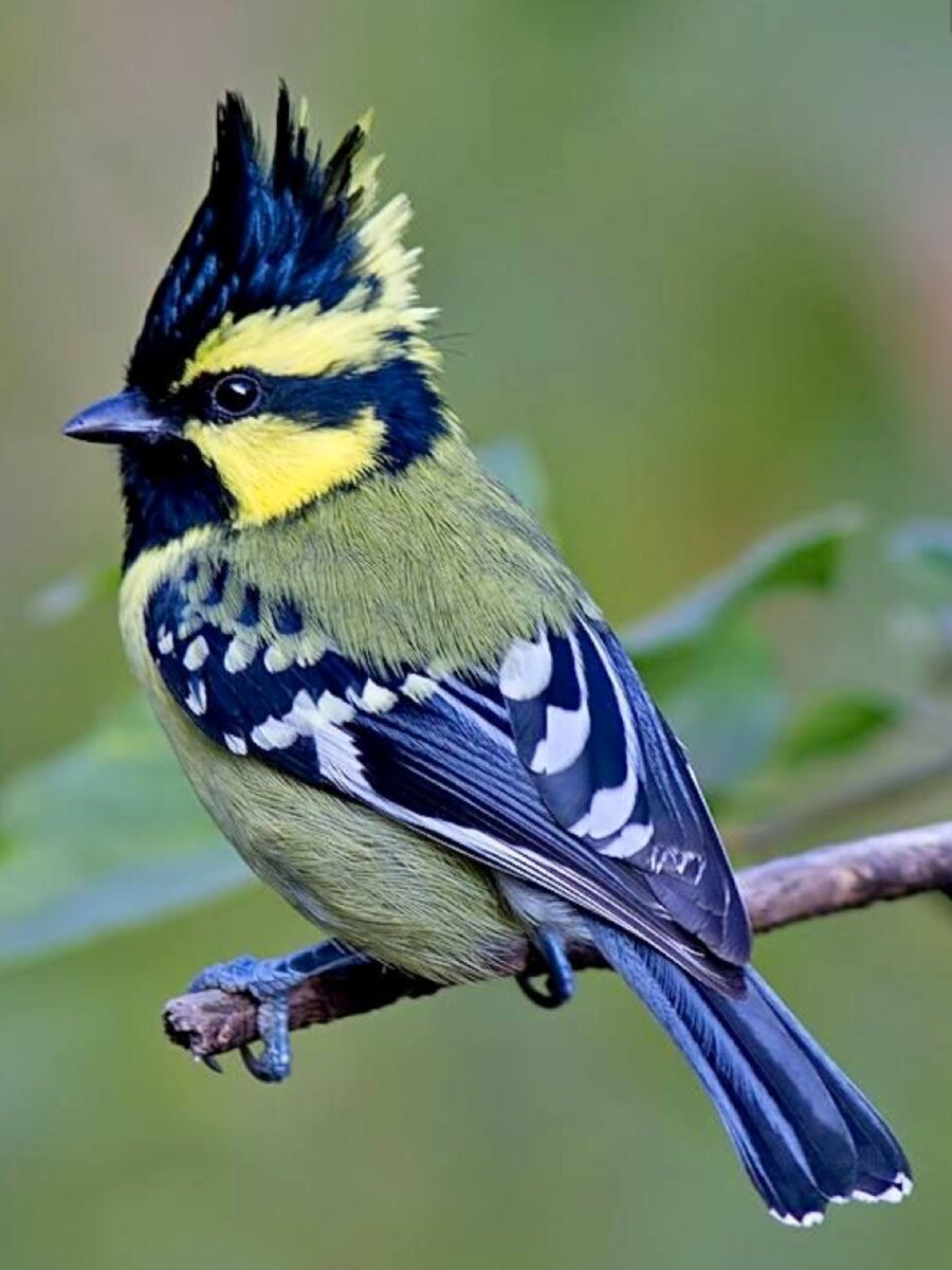 Гималайская синица