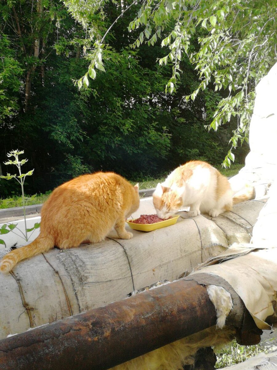 🌲Новогоднее чудо для нашей рыженькой красотки! Наша Любаша тоже дома❤️ |  Любовь с когтями | Дзен