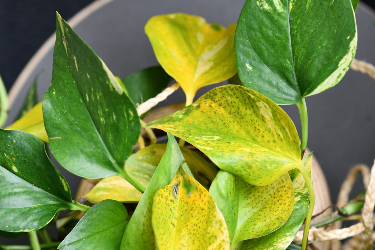 Комнатные растения желтеют и сбрасывают листья - исправляем ошибки в уходе | Участок | Дзен