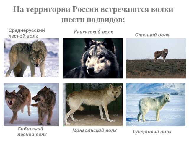 Виды волков в мире фото и названия