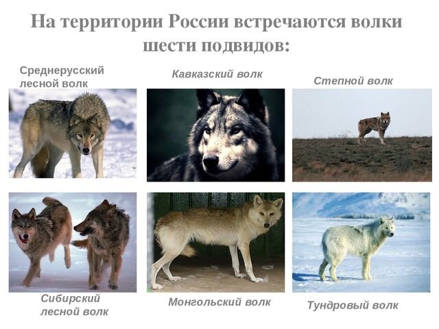 

При слове «Волк», первое что приходит на ум людям, никогда не видевшим этого зверя, - это страшный зверь.-2