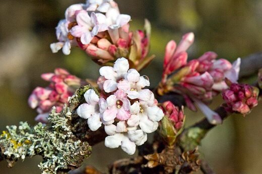 Калина x bodnantense 'Dawn'