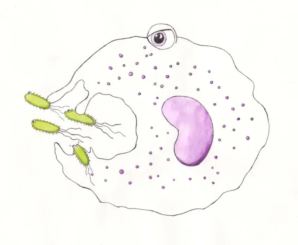 Макрофаг поедает бактерий