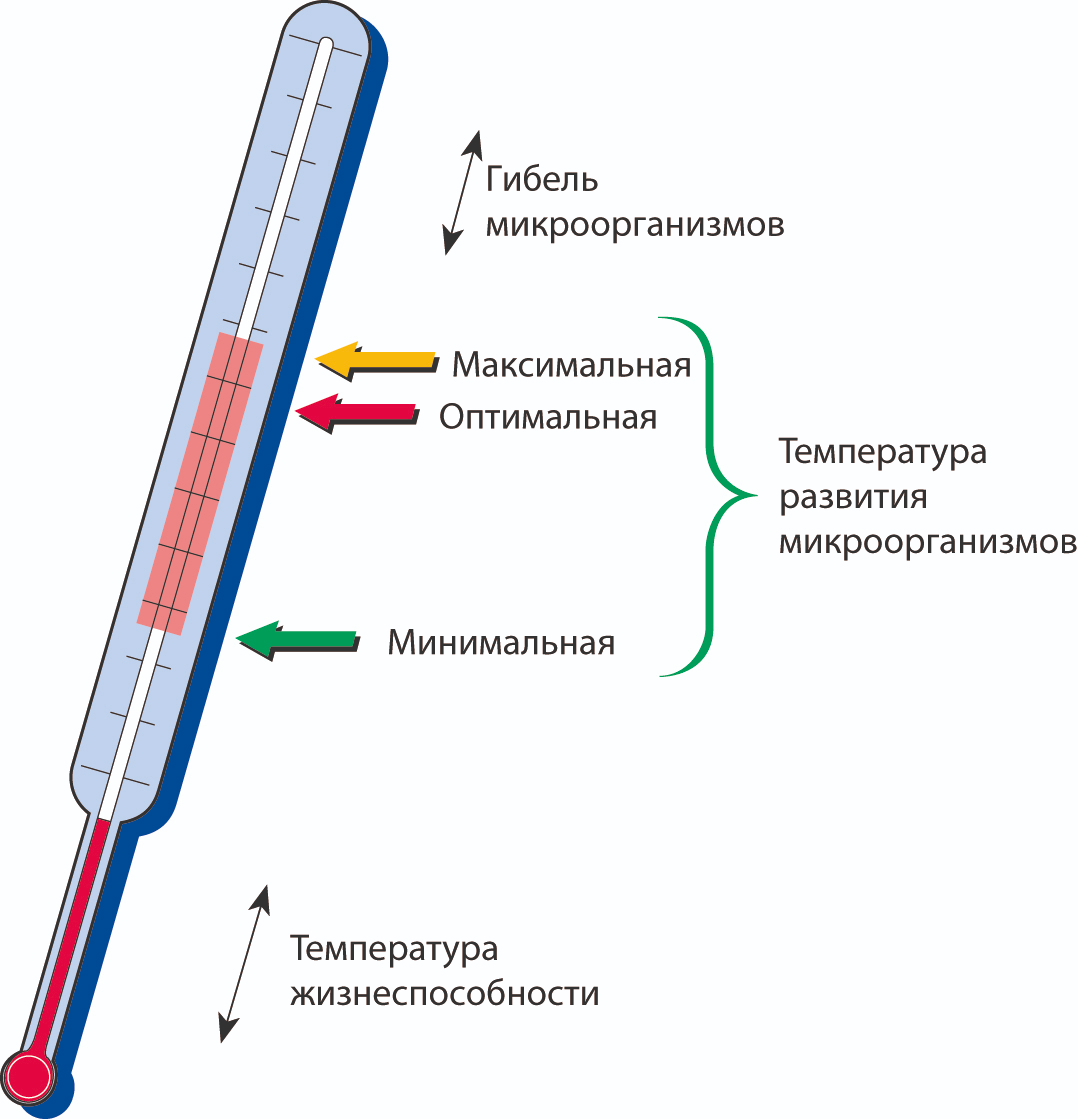 Культивирование бактерий при разных значениях температуры. Температура микроорганизмов. Температура роста микроорганизмов. Температура культивирования бактерий. Температурные условия размножения микроорганизмов.