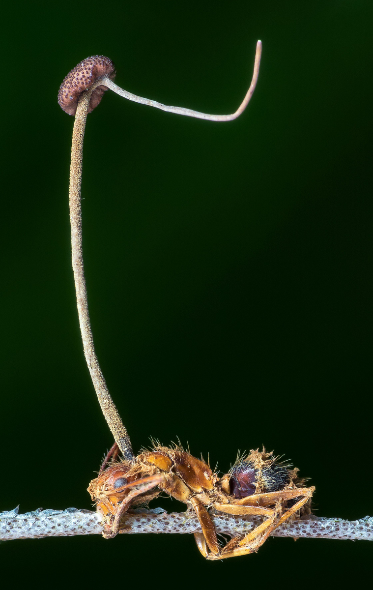 Кордицепс однобокий проник спорой в муравья, привёл его на это место и пророс 