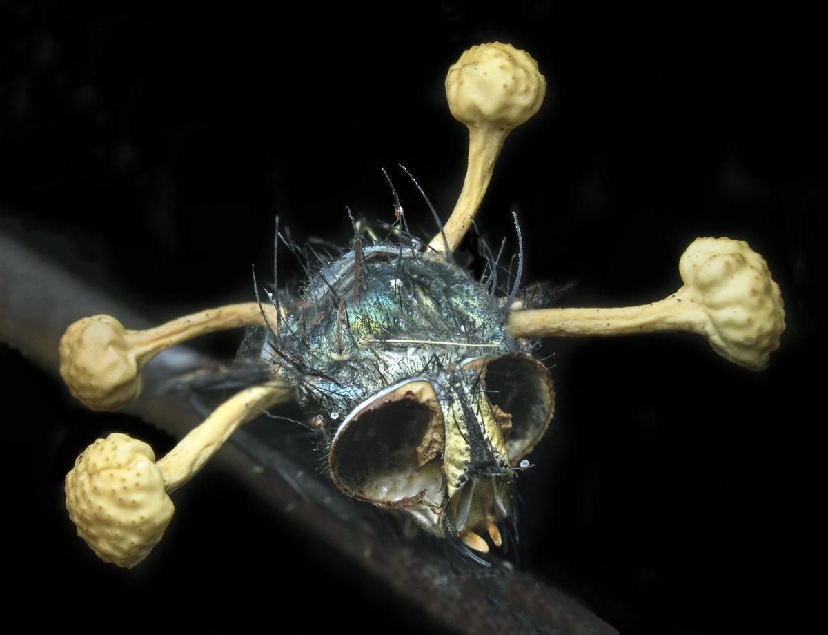 Гриб-паразит, он же манипулятор-убийца, превращает живых в зомби. Кордицепс