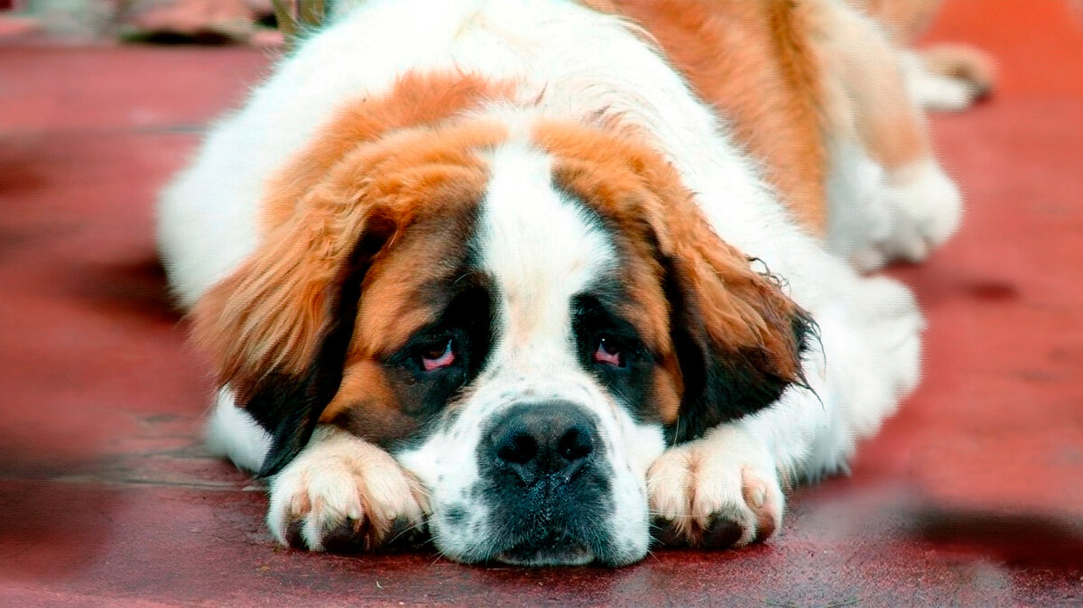 источник фото: cache3.youla.io