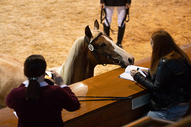 Фора (11900 Куплет - Форталеза). Аукцион-2020. Фото: пресс-служба МКЗ №1