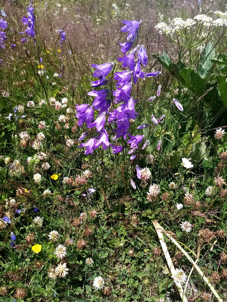 Цветы на экотропе "Терскол-Азау"