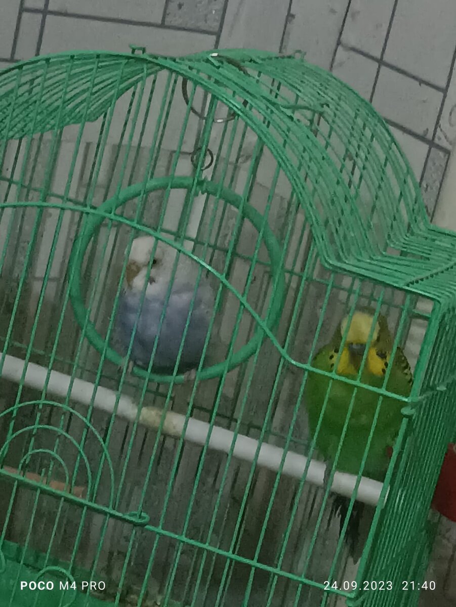 наши пернатые питомцы :)