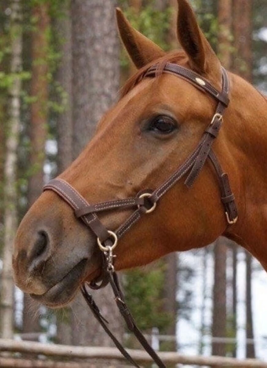 Французский дрессировщик убежден, что с лошадьми можно договориться