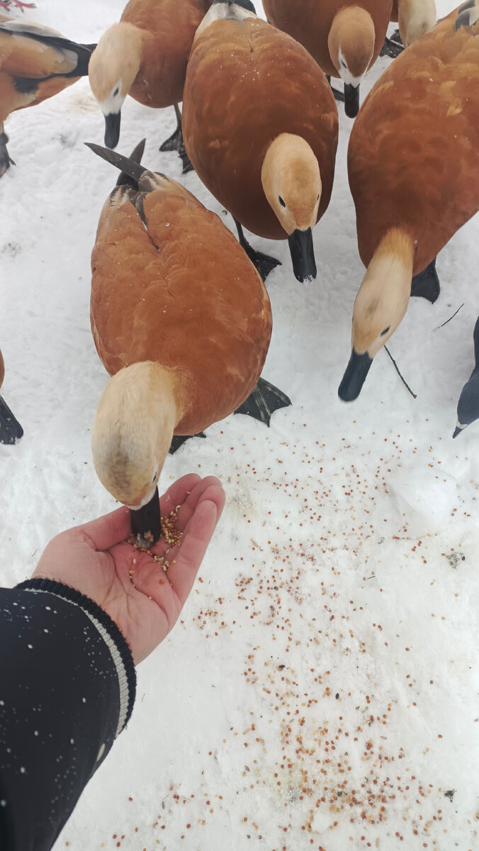 Кормлю уток в парке