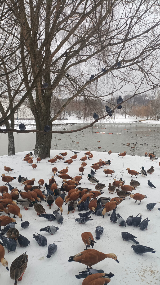 утки и голуби