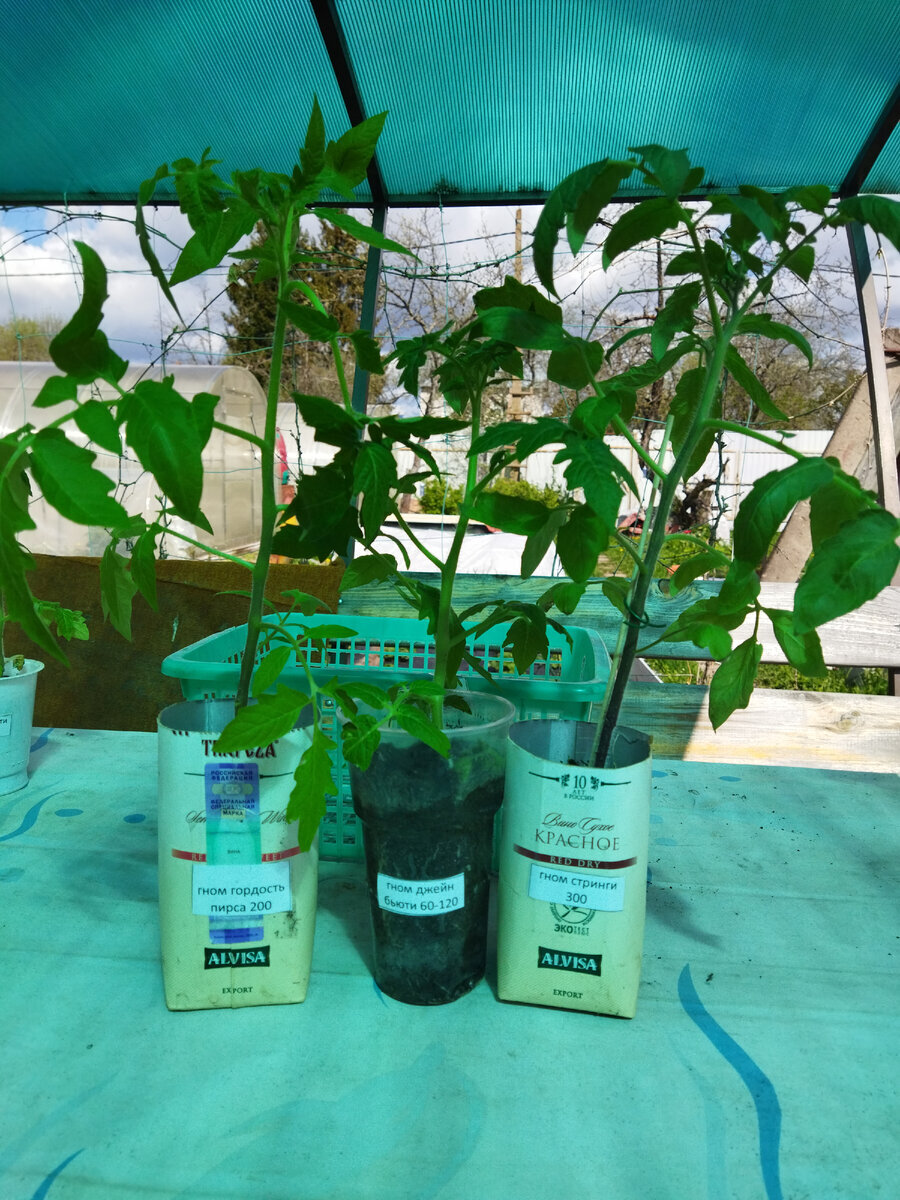 Рассада 15 мая. Листайте