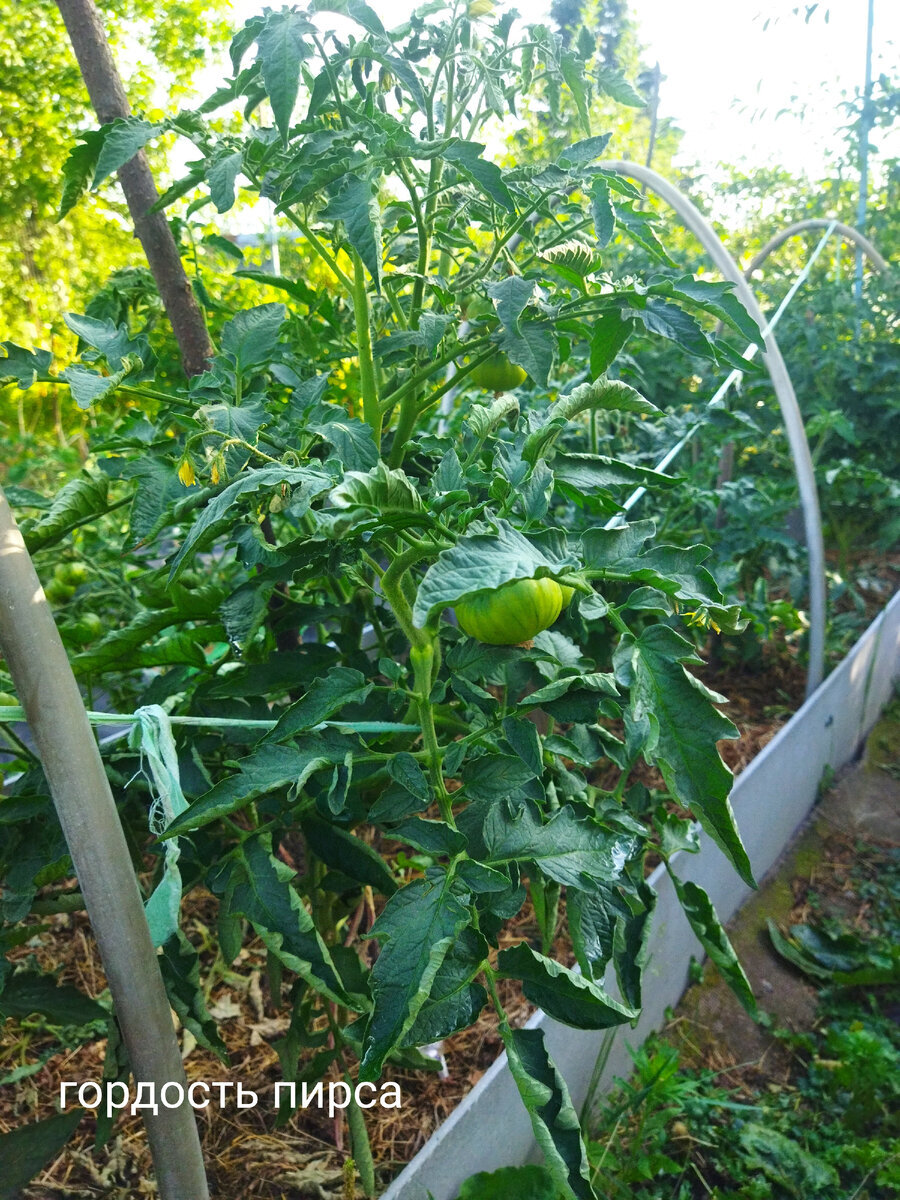 фото 15 июля