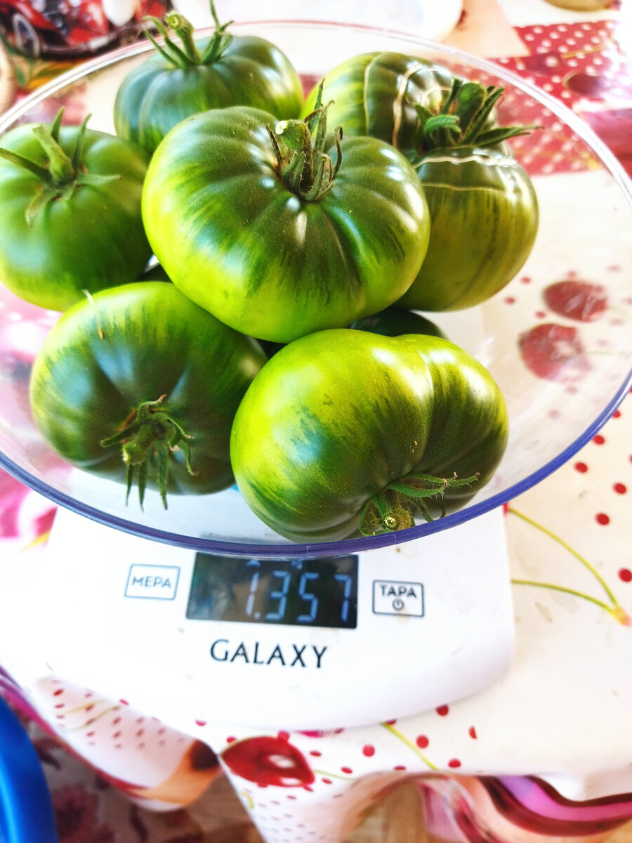 Столько сняла 7 августа, испугавшись похолодания и фитофторы