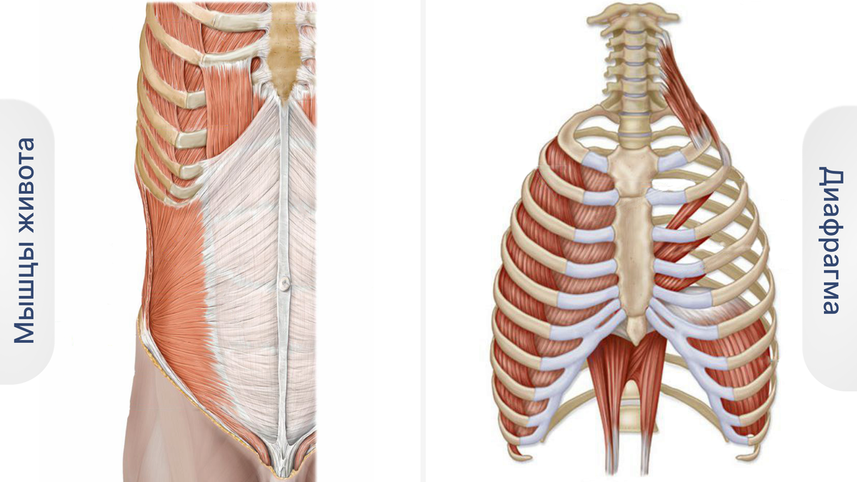 Дыхание и плоский живот