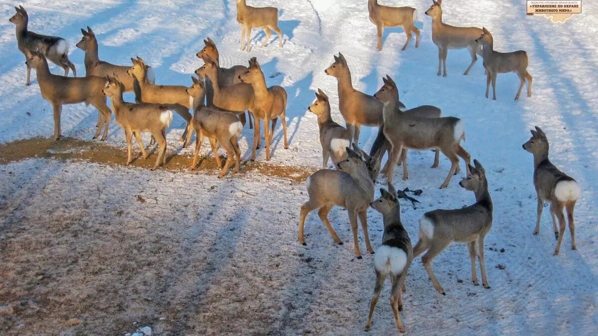     В Минприроды рассказали, как ведут себя косули в холодное время года.