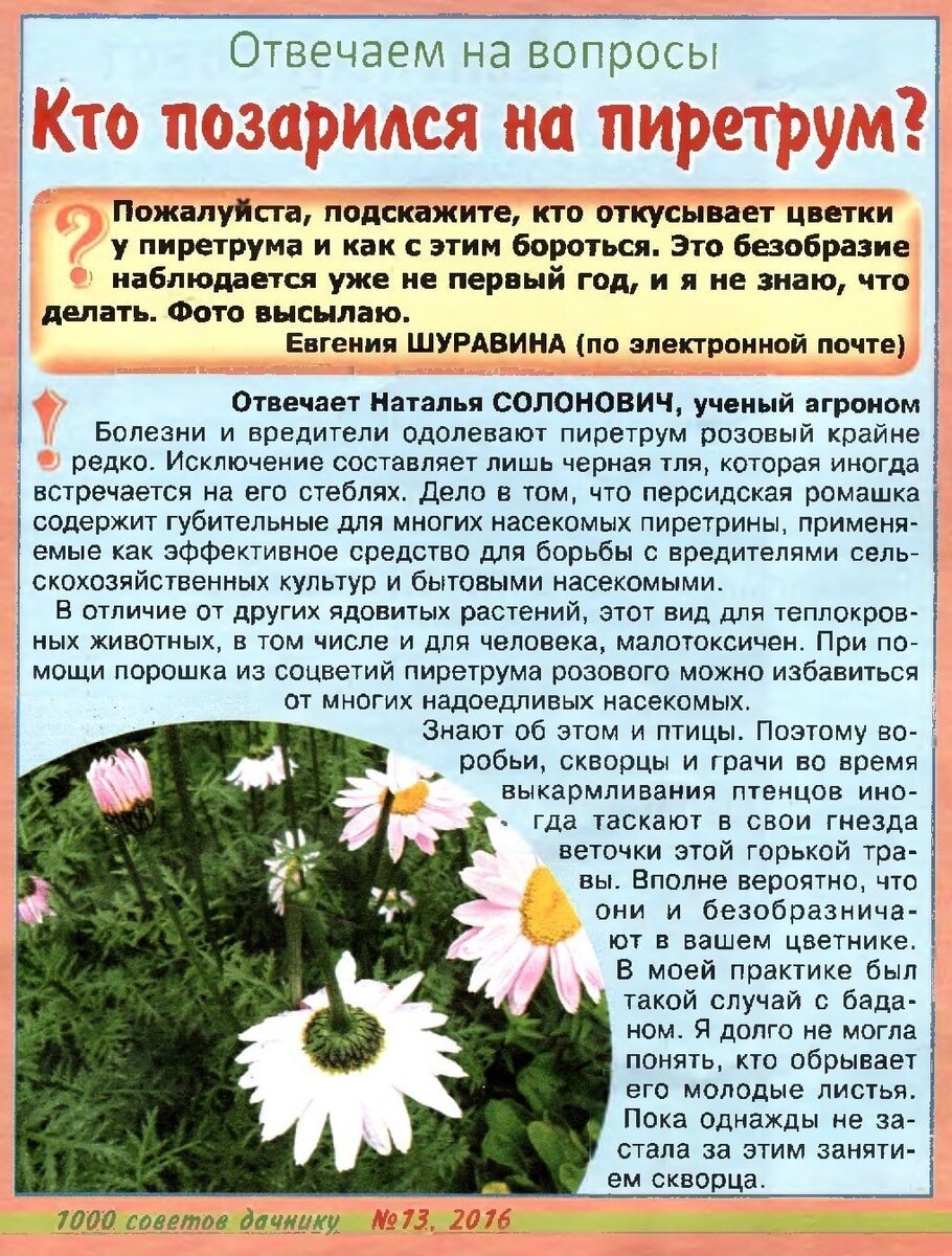 Пиретрум цветок описание. Пиретрум список ядовитых растений. Пиретрум цветок фото и описание. Пиретрум цветок польза и вред.