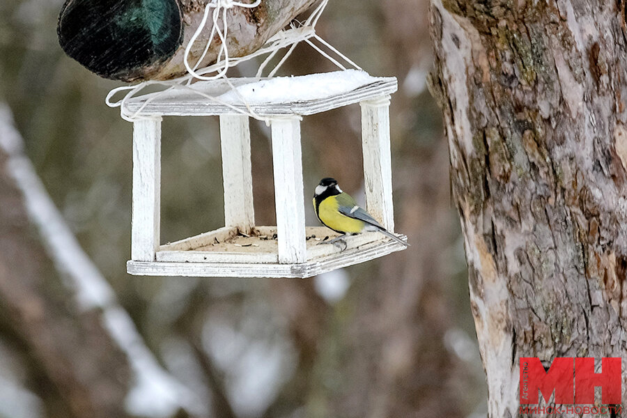 Детей кормят птиц зимой - клипарт в векторе / векторное изображение
