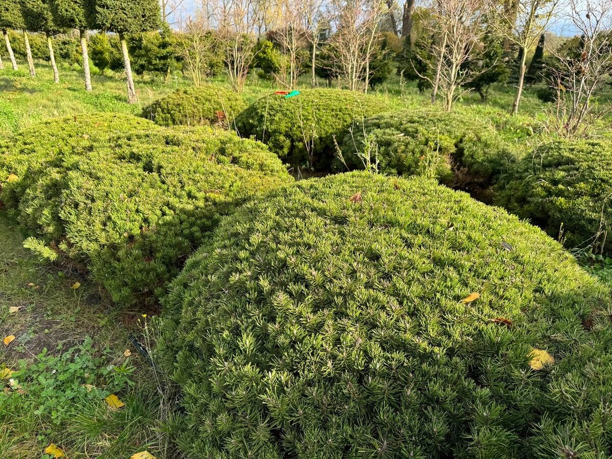 Растения премиум качества от Садового центра Green Space 