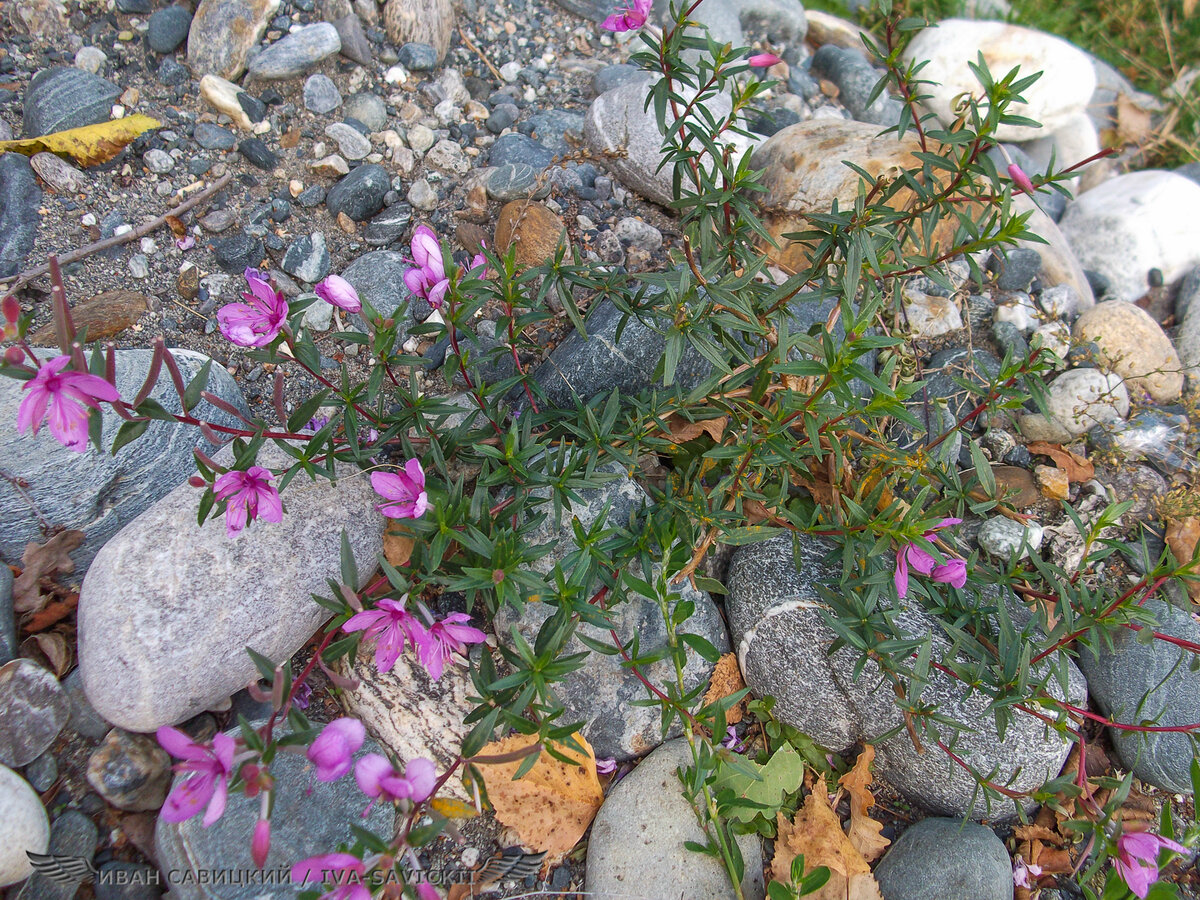 Цветы здесь сказочные!