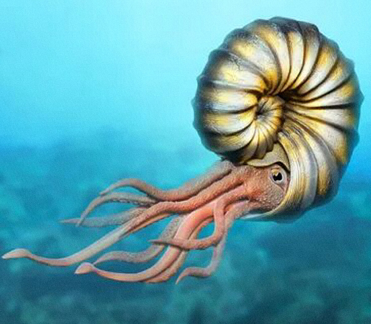 аммонит наутилус. аммонит вымершее животное. аммониты триаса. вымершие моллюски аммониты. моллюски палеонтология.