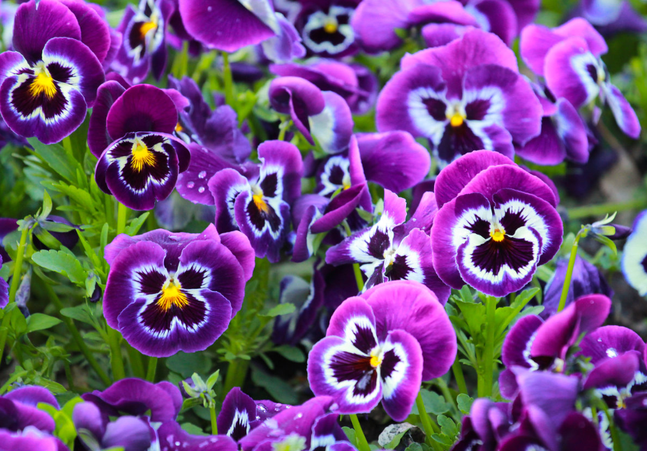 Анютины глазки