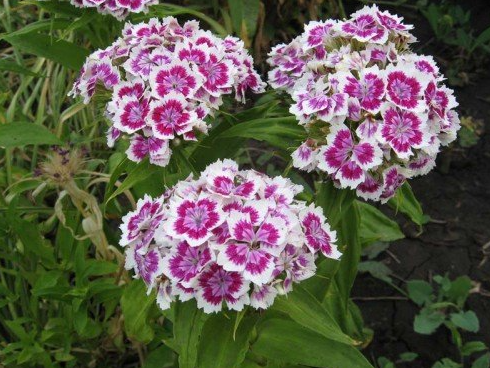 Гвоздика турецкая