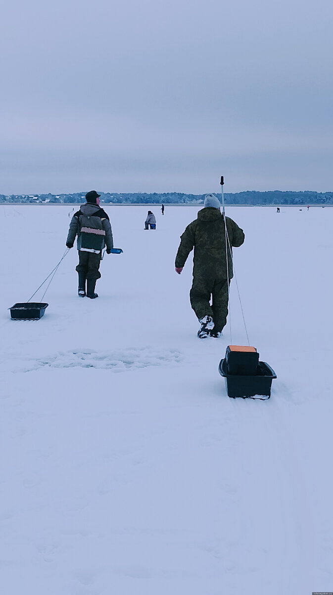 Зимняя рыбалка: капризные псковские окуни, гнилое место и лебединый пилотаж  | Псковское агентство информации | Дзен