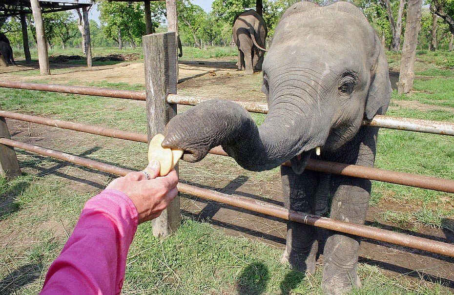 Интеллектуальные способности хобота