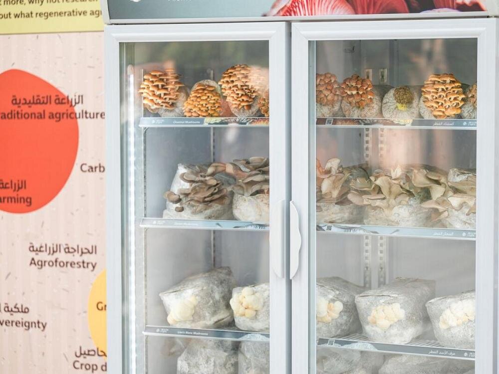 На сити-ферме есть специальное помещение для выращивания грибов. Фото: expocitydubai.com
