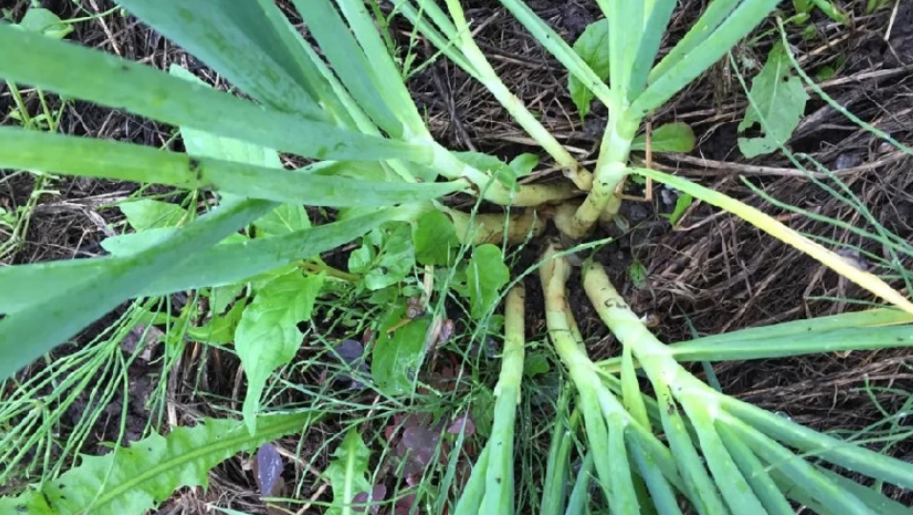 Когда и как правильно сажать семейный лук (шалот)