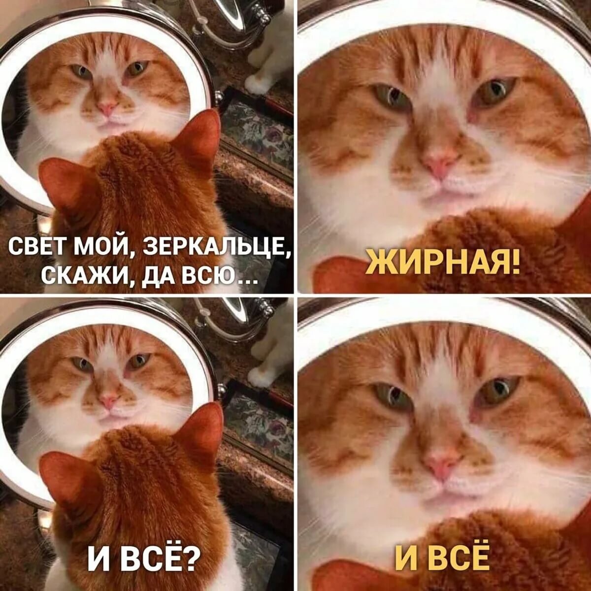 Интернет мемы с котами Забавные мгновения с кошками: 15 смешных фотографий, которые поднимут вам настро