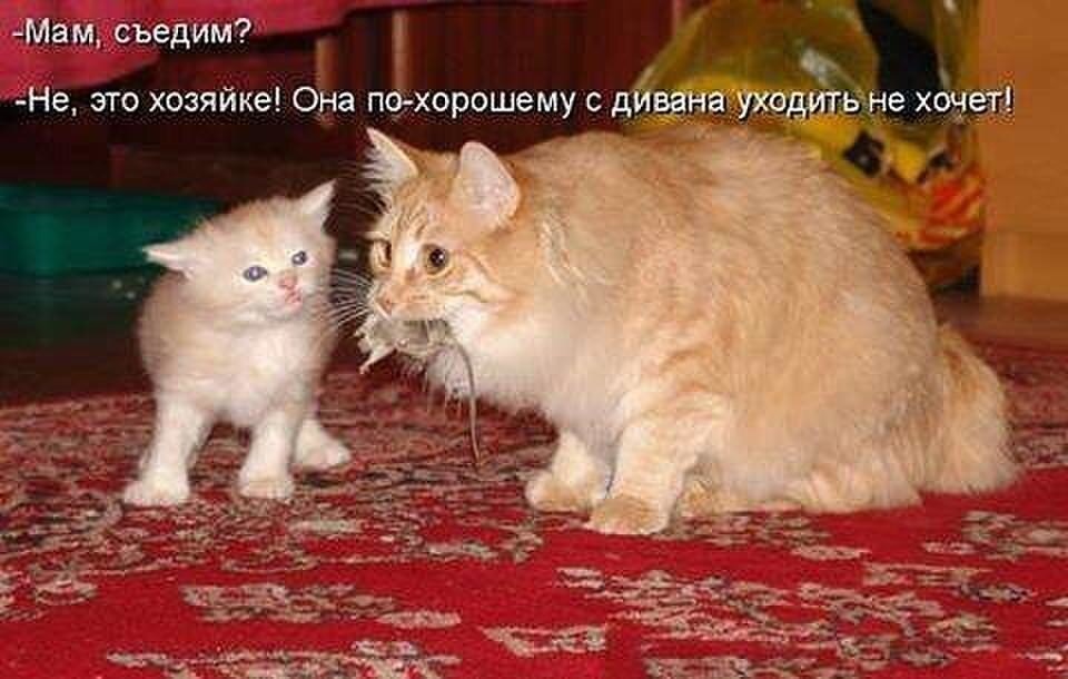 Хорошее дело дома хорошо. Смешные котики с подписями. Картинки с котиками смешные с подписями. Котики фото с подписью. Коты смешные фото с подписями.