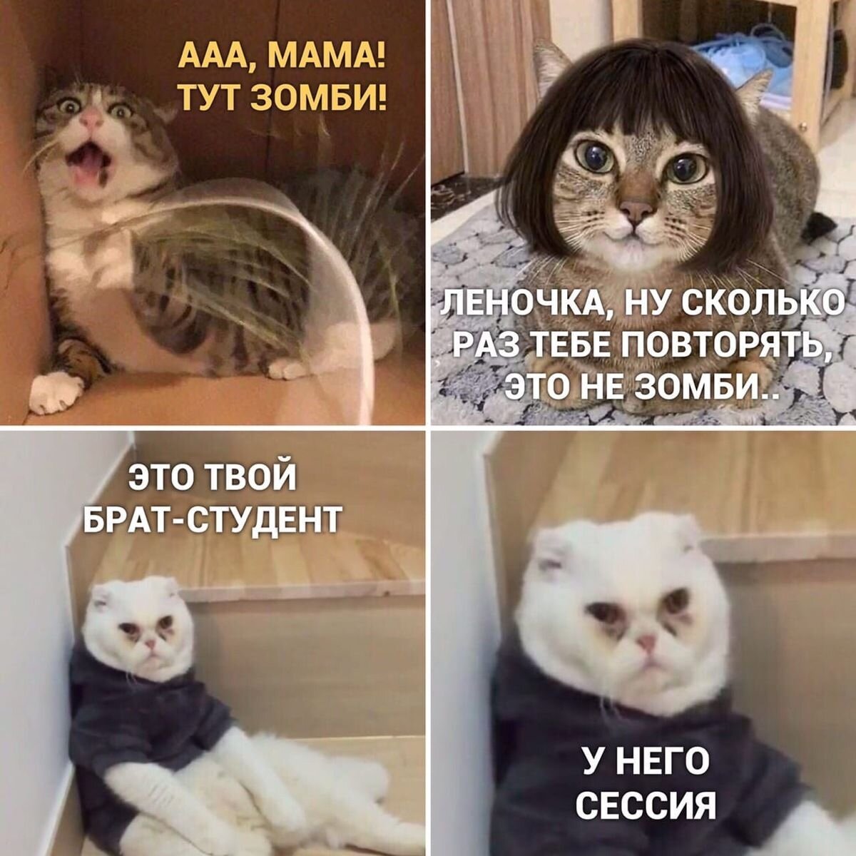 Смешные картинки котов мемы