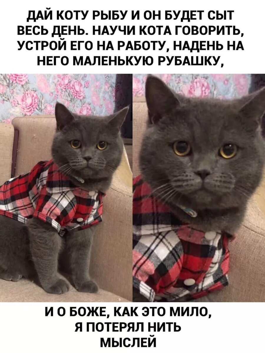 Смешные картинки с котиками мемы