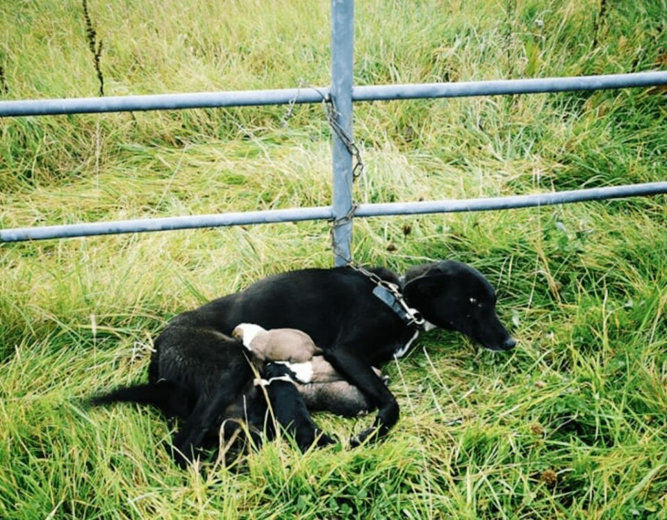 Ферма спасать животных. Пес на привязи. Собаки в клетке в приюте. Собачья ферма. Собаки помощники.