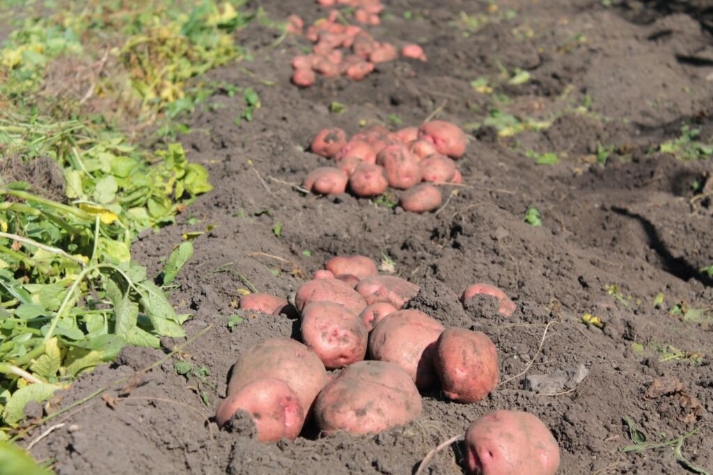Как посадить картошку – различные способы и правила посадки картофеля - Сайт о растениях