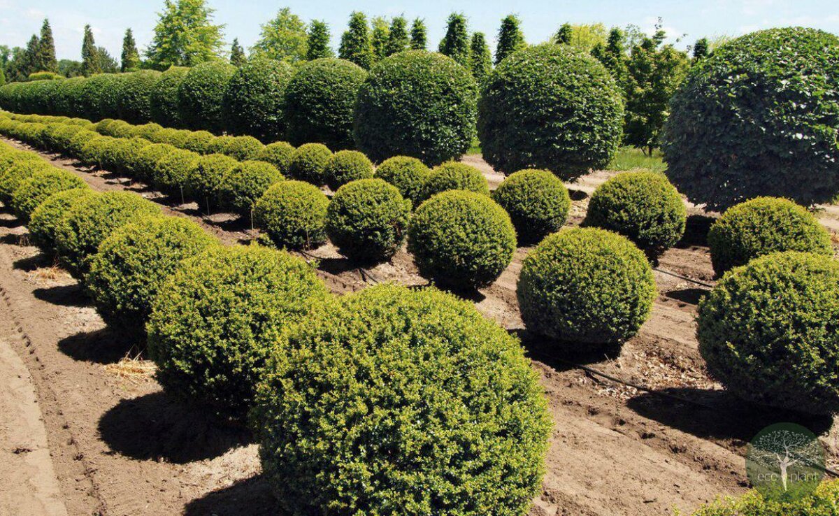 Кустарниковые заросли. Живая изгородь кизильник парк. Куст 16. Конопля в городе. Куст 16.
