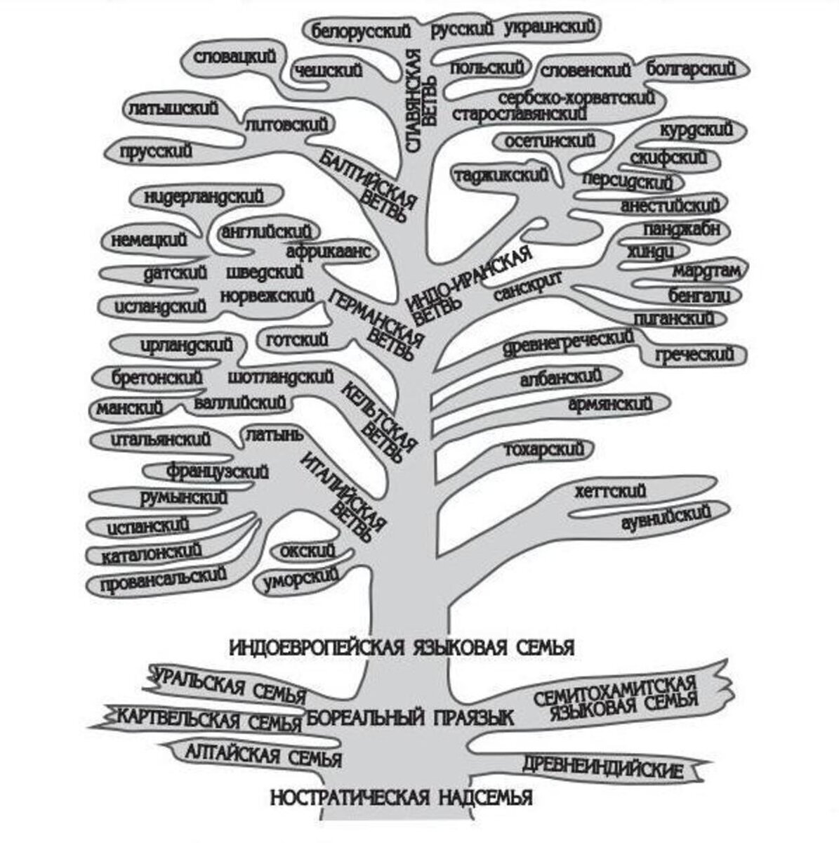 растения с мочковатой корневой. классификация корневых систем. расовая классификация бунака. схема расовой классификации. совокупность языков произошедших от одного корня это.