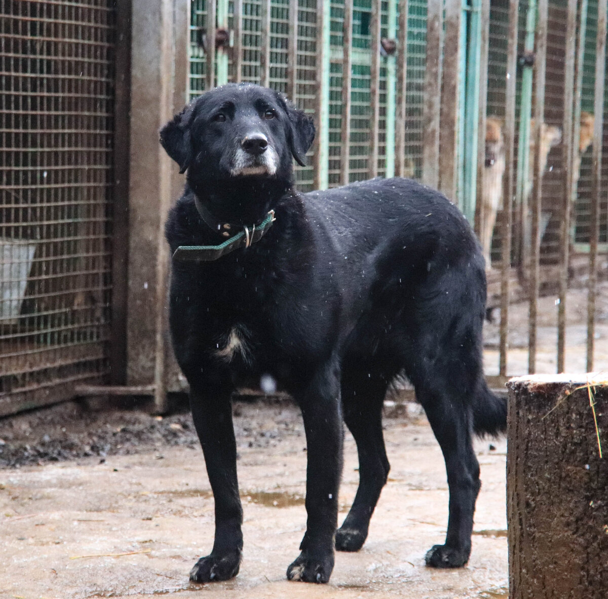 Сэм и к волонтерам в приюте относился с опаской