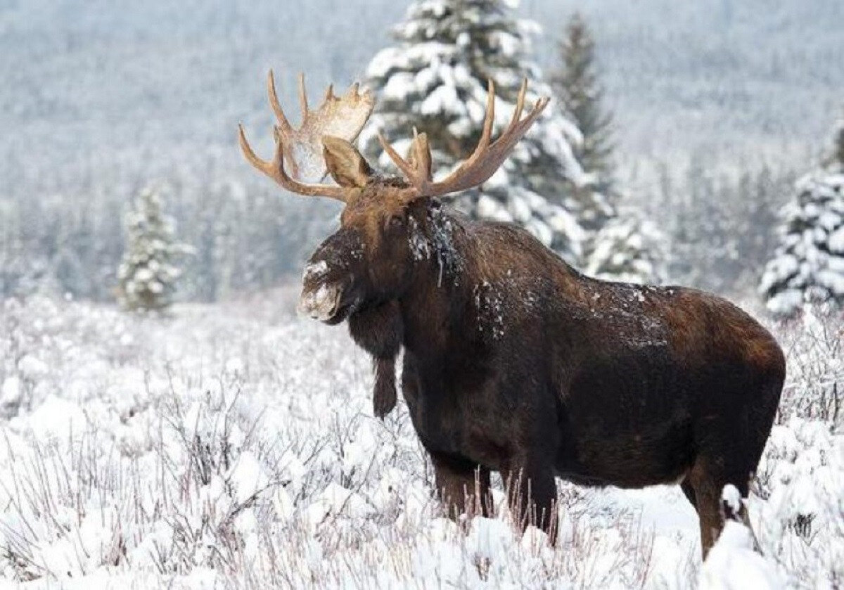 Жалко, что такого в хлеву не вырастишь. А бродить за ним по сугробам только хапуги могут.