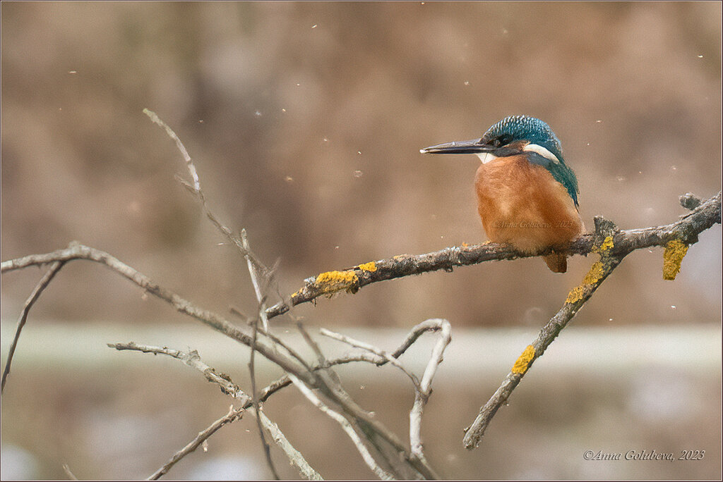 Зимородок, Москва, 22 ноября, фото Анны Голубевой