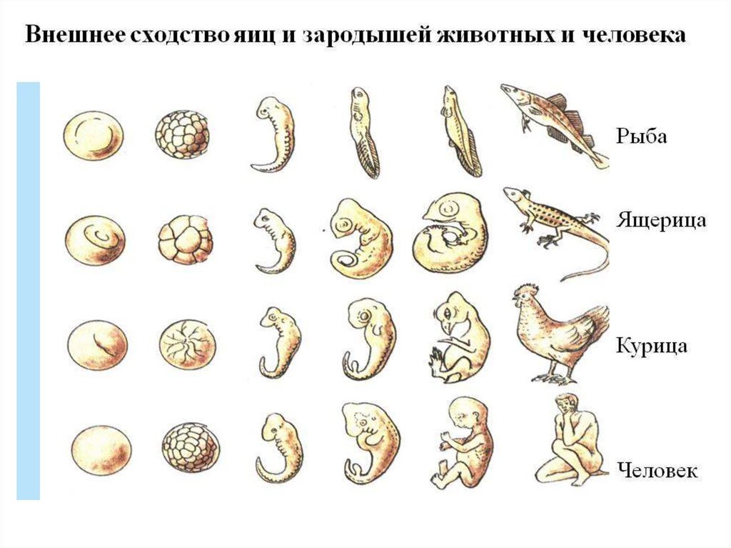 /b/ - Короче анон, недавно выебал курицу, делюсь ощущениями.